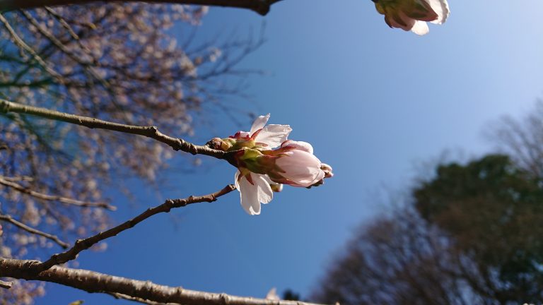 桜開花しました。イメージ