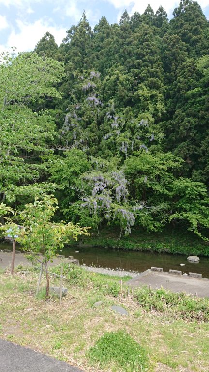 天高く伸びる山藤イメージ