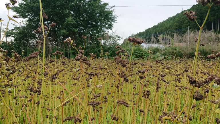 八溝蕎麦の夏蕎麦イメージ