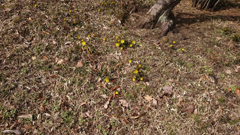 御前岩の花だよりイメージ