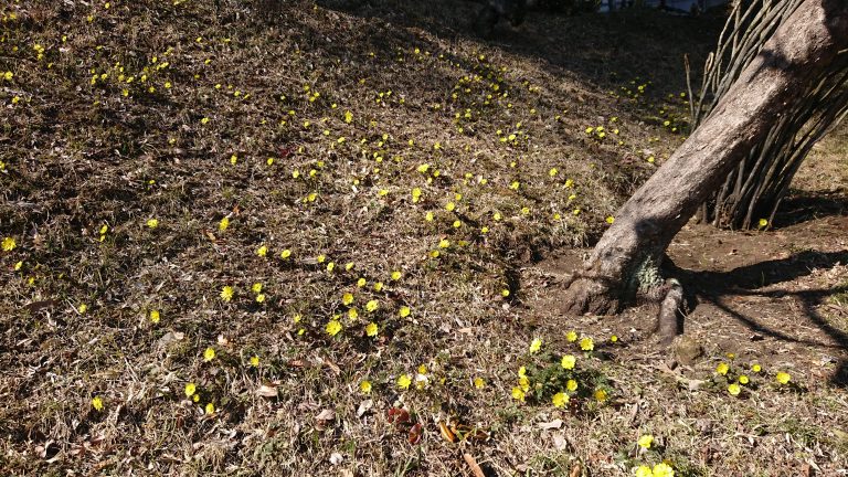 御前岩花だよりイメージ