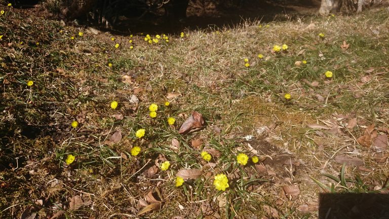 福寿草の群生地イメージ