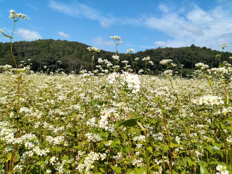 今日から新そばです。イメージ