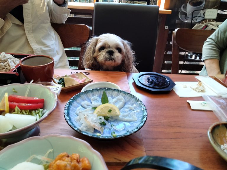 今日のワンちゃんイメージ