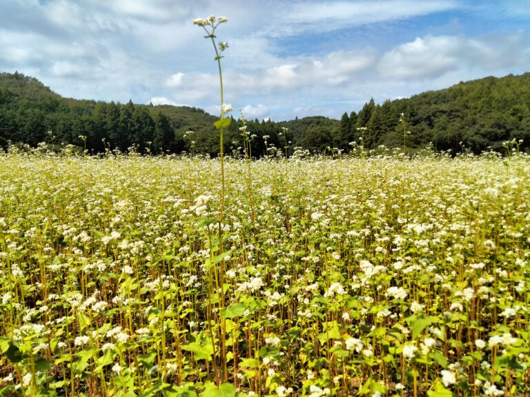 そばの花が咲いてます。イメージ