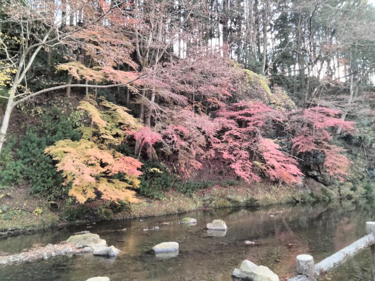 見事な紅葉になりました。イメージ