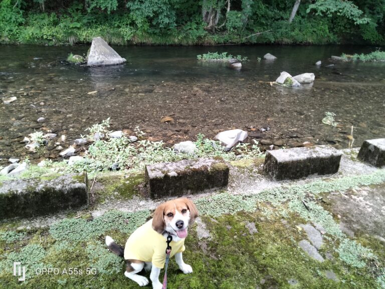 川遊びのお客様へイメージ