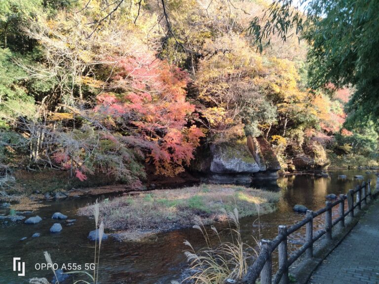 紅葉が見ごろです。イメージ