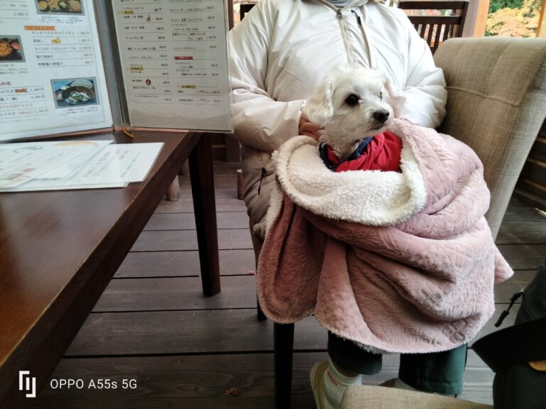 先週のワンちゃんイメージ