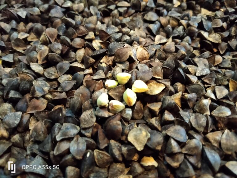 2/11からイメージ