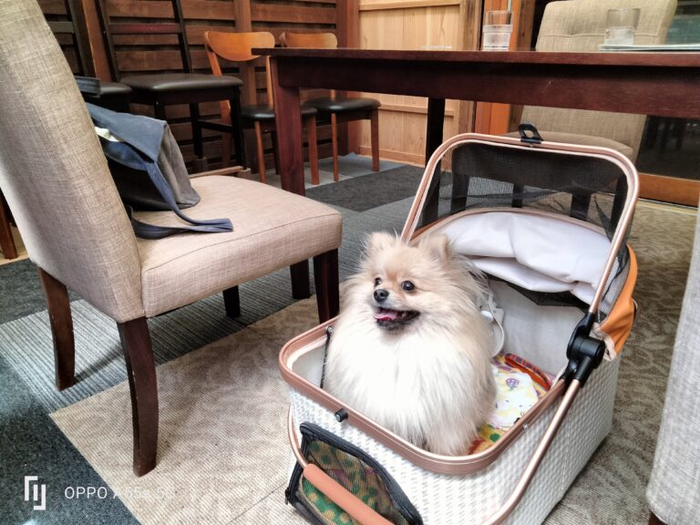 今日のワンちゃんイメージ